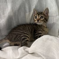 ARES, chat à adopter