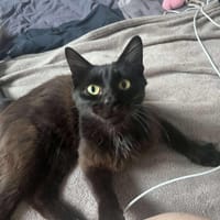 AÏNA, chatte à adopter
