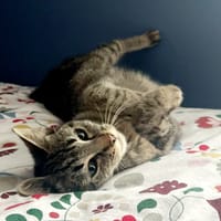 AIKA, chatte à adopter