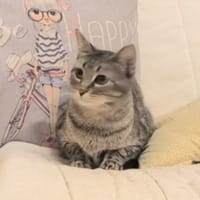 AIKA, chatte à adopter