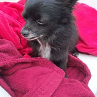 PARIS un coeur à prendre, chien à adopter