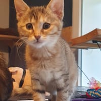 NOISETTE, chatte à adopter