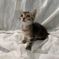 ATHENES, chatte à adopter