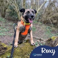 Roxy, female dog to adopt