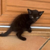 FRIPOUILLE, chat à adopter
