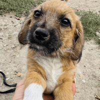 Louise, female dog to adopt