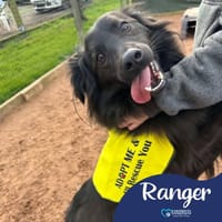 Ranger, dog to adopt