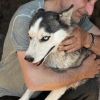 Nemesi, female dog to adopt