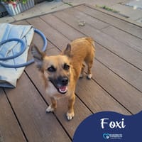 Foxi, female dog to adopt