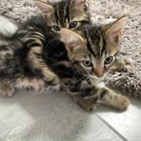 Néo, chat à adopter