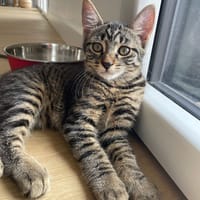 ATOME, chat à adopter