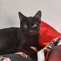 Annabel de Crépy, chatte à adopter
