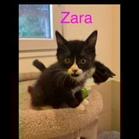Zara, chatte à adopter