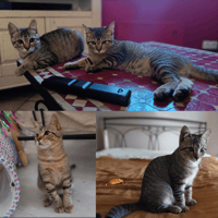 ASTRO ET AVANA, chat à adopter