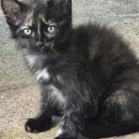ERA, chatte à adopter