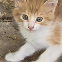 ARIA, chatte à adopter