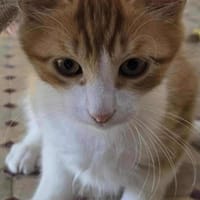 MAYA, chatte à adopter