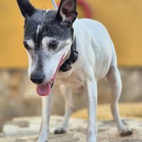 LASSIE (Lara), chienne à adopter