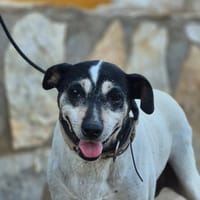 MARI TRINI (Lara), chienne à adopter