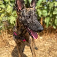BABETTE  (Animalea), chienne à adopter