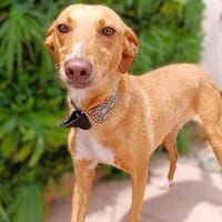 HERA, chienne à adopter