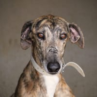 CHOCOLATE  (FBM), chien à adopter
