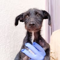 WENDY, chienne à adopter