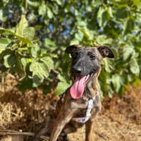 DINDON (Animalea), chien à adopter