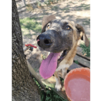 Phoenix, chien à adopter