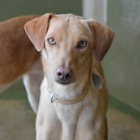 FABIO (FBM), chien à adopter