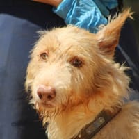 FLORENCIO (FBM), chien à adopter