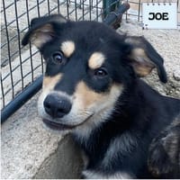 JOE, cane da adottare