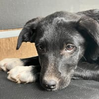 Névé, chienne à adopter