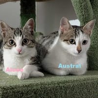 AUSTRAL et ALOEE  DOUBLE ADOPTION, chat à adopter