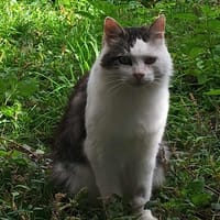 SPIKE, chat à adopter