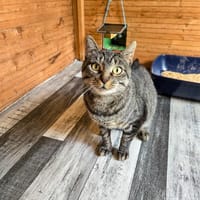 CURSED, chatte à adopter