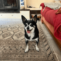 JULES, chien à adopter
