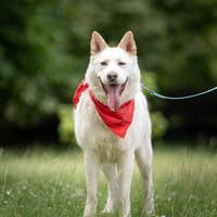 Hunter, pies do adopcji