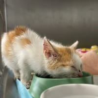 Tajfun, kot do adopcji