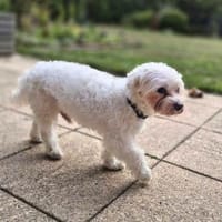 Mexx - verschmuster Senior, Hund zur Adoption