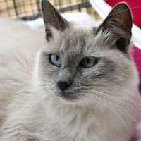 Wer gibt Musetta eine Chance?, Katze zur Adoption
