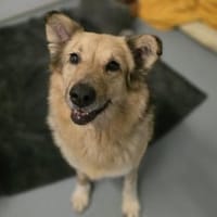 Verschmuste, zauberhafte Alicia, Hündin zur Adoption