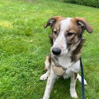 Verschmuste Nelly❤ sucht liebes Heim, Hündin zur Adoption