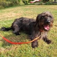 Dackel Mix Rüde, 1 Jahr, Hund zur Adoption