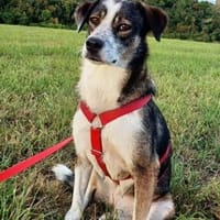 Ouzy ist eine so sanfte und liebe Seele!, Hündin zur Adoption