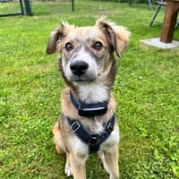 💙 Lieber Junghund Diesel sucht dich! 🐾, Hund zur Adoption