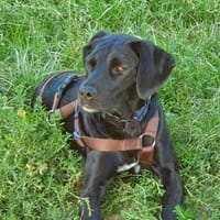 Liebevolles Zuhause für Nala gesucht, Hündin zur Adoption
