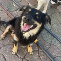 JOSCHI - fröhliches, liebes Kerlchen, Hund zur Adoption