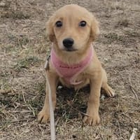 Senna, kleiner Welpe sucht neues Zuhause, Hündin zur Adoption