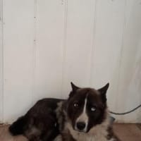 TORI - hat abgefrorene Pfoten, Hund zur Adoption